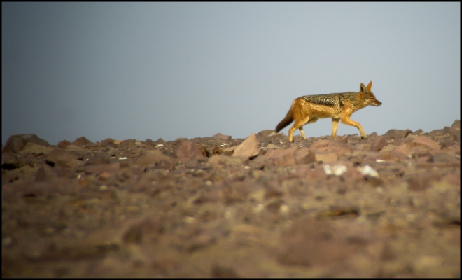 Cape Cross, Skeleton Coast - Namibia